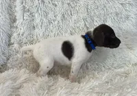 Blue, a male German Shorthaired Pointer for sale in Riverside, CA – 1 of 7