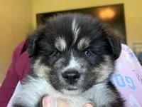Buffy, a female Australian Shepherd for sale in Oxford, MS – 3 of 3