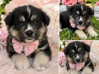Buffy, a female Australian Shepherd for sale in Oxford, MS – 2 of 3