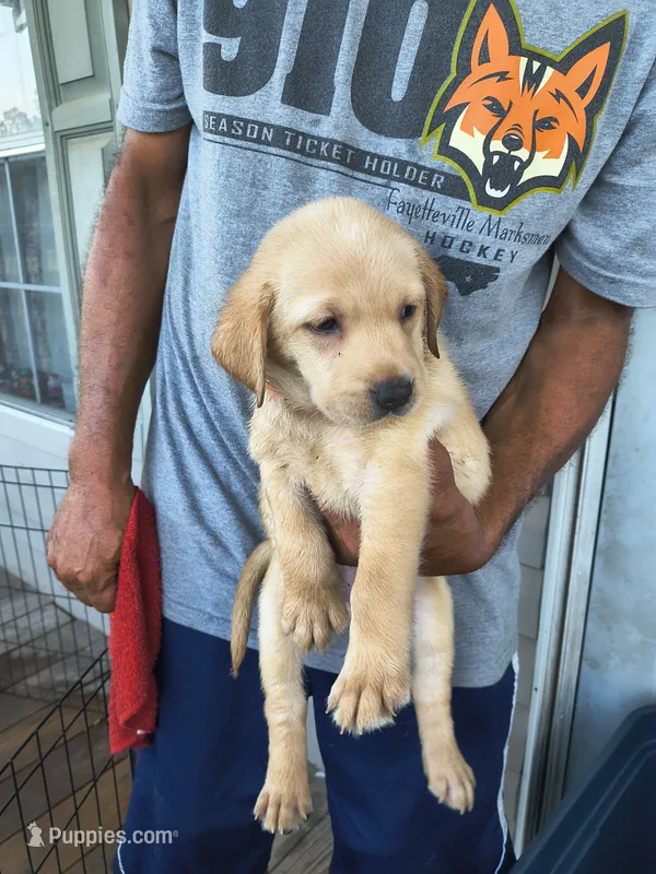 Orange Collar – Labrador Retriever puppy for sale in Lumberton, NC