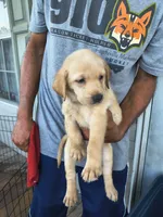 Orange Collar, a female Labrador Retriever for sale in Lumberton, NC – 1 of 1
