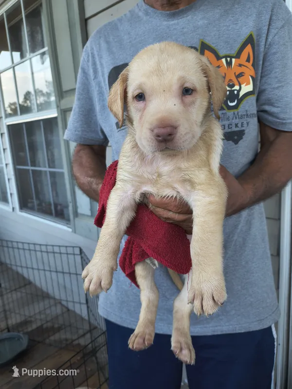 Dark Green Collar – Labrador Retriever puppy for sale in Lumberton, NC
