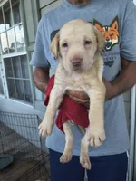 Dark Green Collar, a male Labrador Retriever for sale in Lumberton, NC – 1 of 1