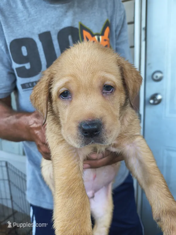 Red Collar  – Labrador Retriever puppy for sale in Lumberton, NC