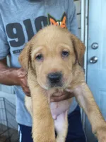 Red Collar , a male Labrador Retriever for sale in Lumberton, NC – 1 of 1