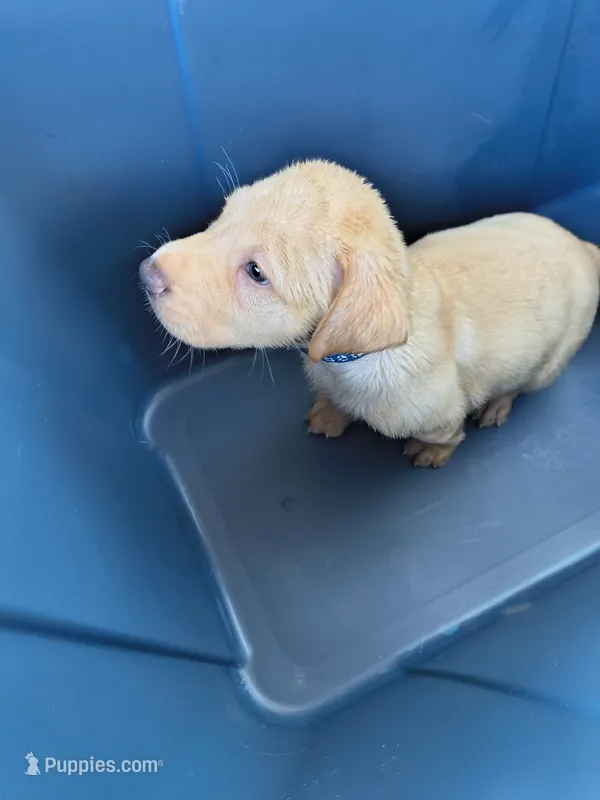 Dark Blue – Labrador Retriever puppy for sale in Lumberton, NC