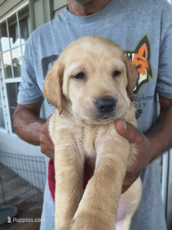 Neon Green collar – Labrador Retriever puppy for sale in Lumberton, NC