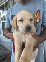 Neon Green collar, a female Labrador Retriever for sale in Lumberton, NC – 1 of 1