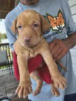 Hot Pink Collar, a female Labrador Retriever for sale in Lumberton, NC – 1 of 1