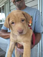 Purple Collar, a female Labrador Retriever for sale in Lumberton, NC – 1 of 1