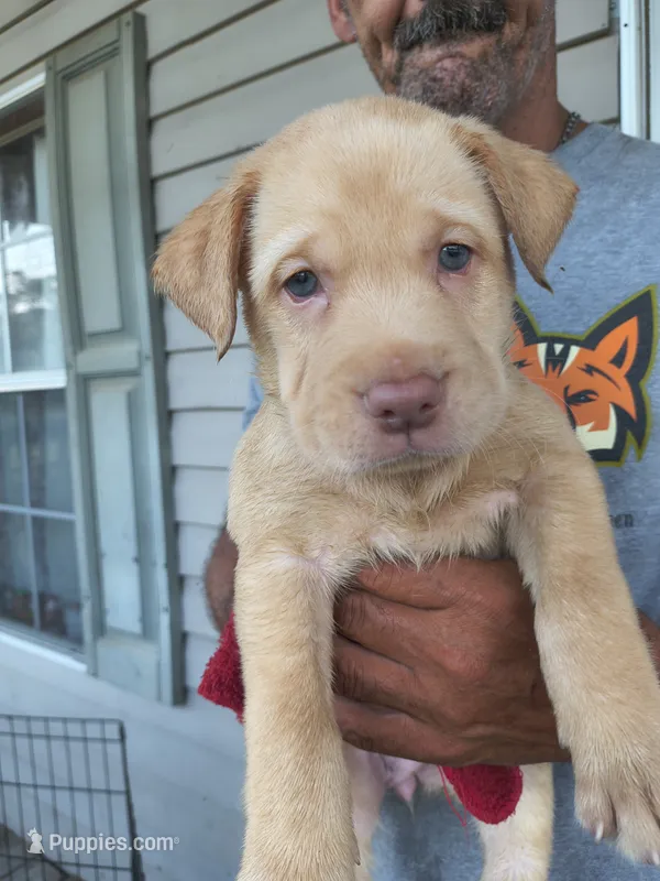 Lt green collar – Labrador Retriever puppy for sale in Lumberton, NC