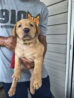 Yellow Collar, a female Labrador Retriever for sale in Lumberton, NC – 1 of 1