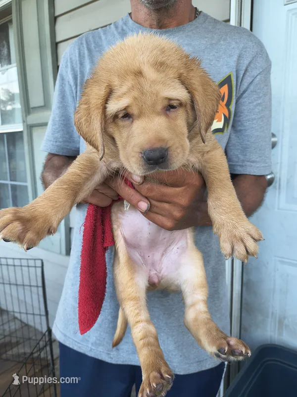 Pink Collar – Labrador Retriever puppy for sale in Lumberton, NC