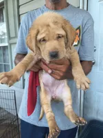Pink Collar, a female Labrador Retriever for sale in Lumberton, NC – 1 of 1