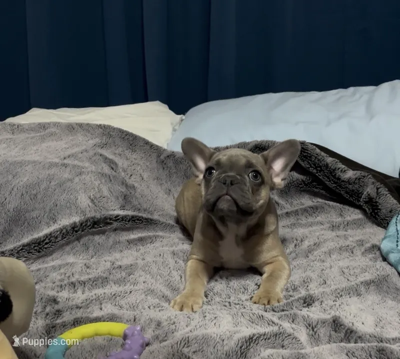 Puppy 2 – French Bulldog puppy for sale in Waco, TX