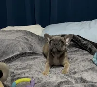 Puppy 2, a female French Bulldog for sale in Waco, TX – 1 of 3