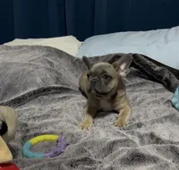 Puppy 2, a female French Bulldog for sale in Waco, TX – 2 of 3