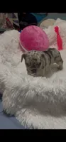 Female 2, a female French Bulldog for sale in Waco, TX – 3 of 3