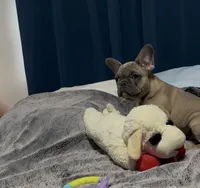 Puppy 2, a female French Bulldog for sale in Waco, TX – 3 of 3