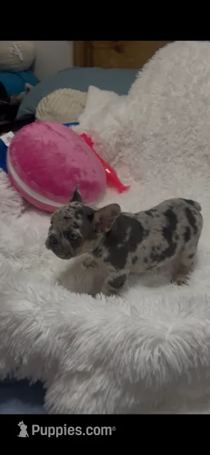female 1 – French Bulldog puppy for sale in Waco, TX