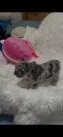 female 1, a female French Bulldog for sale in Waco, TX – 1 of 4