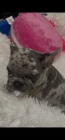 female 1, a female French Bulldog for sale in Waco, TX – 2 of 4