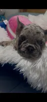female 1, a female French Bulldog for sale in Waco, TX – 3 of 4