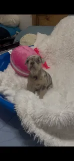 Female 2 – French Bulldog puppy for sale in Waco, TX