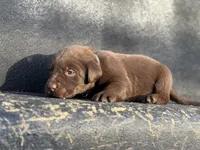 Green Collar Male, a male Labrador Retriever for sale in Lancaster, KY – Photo 3 of 4