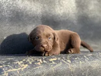 Green Collar Male, a male Labrador Retriever for sale in Lancaster, KY – Photo 2 of 4