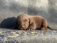 Green Collar Male, a male Labrador Retriever for sale in Lancaster, KY – Photo 1 of 4