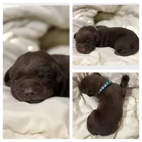 Green Collar Male, a male Labrador Retriever for sale in Lancaster, KY – Photo 4 of 4