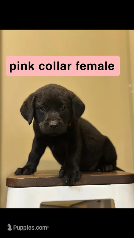 Pink Collar Female