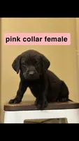 Pink Collar Female, a female Labrador Retriever for sale in Lancaster, KY – Photo 1 of 2