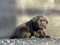 Dark Purple Collar Female, a female Labrador Retriever for sale in Lancaster, KY – Photo 2 of 4
