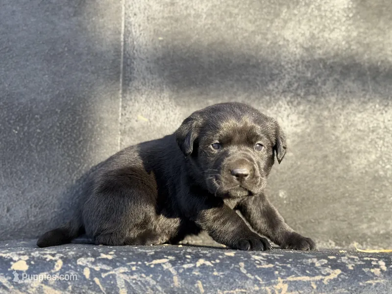Dark Purple Collar Female