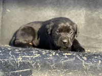 Dark Purple Collar Female, a female Labrador Retriever for sale in Lancaster, KY – Photo 3 of 4