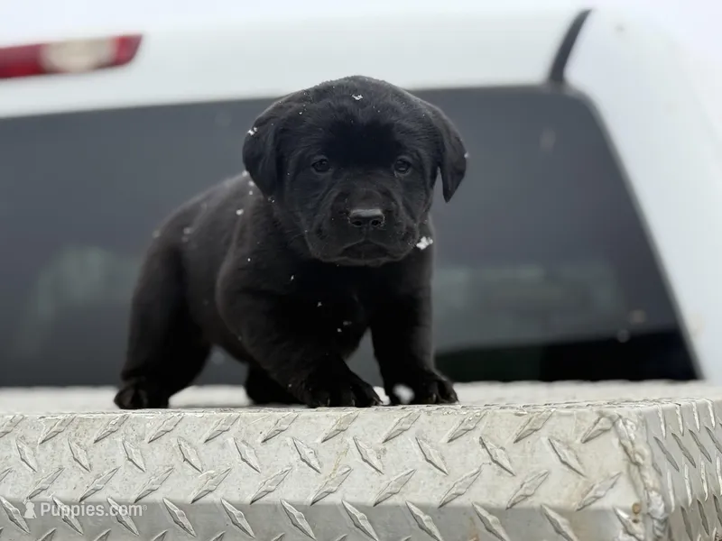 Dark Purple Collar Female