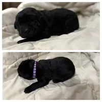 Dark Purple Collar Female, a female Labrador Retriever for sale in Lancaster, KY – Photo 4 of 4