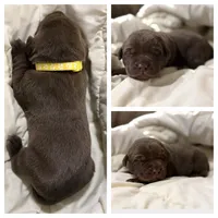 Yellow Collar Male, a male Labrador Retriever for sale in Lancaster, KY – Photo 2 of 5