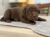 Yellow Collar Male, a male Labrador Retriever for sale in Lancaster, KY – Photo 3 of 5