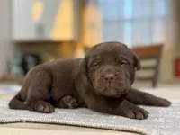 Yellow Collar Male, a male Labrador Retriever for sale in Lancaster, KY – Photo 1 of 5