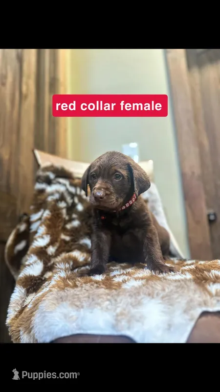 Red Collar Female, a female Labrador Retriever for sale in Lancaster, KY – Photo 1 of 2