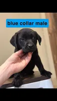 Blue Collar Male, a male Labrador Retriever for sale in Lancaster, KY – Photo 1 of 3