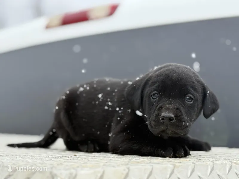 Dark Blue Collar Male