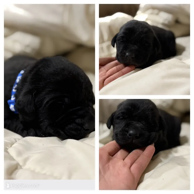 Dark Blue Collar Male