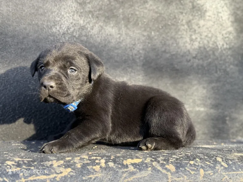 Dark Blue Collar Male