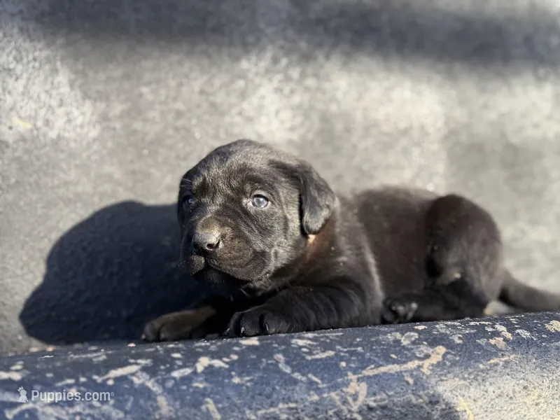 Orange Collar Female