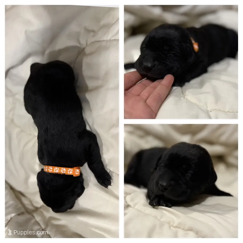 Orange Collar Female