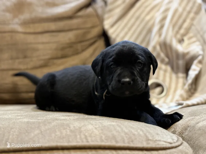 Orange Collar Female